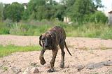 DOGUE ALLEMAND 923